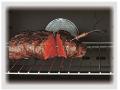 Ilve 948SS-TC Grand Chef Elektro-Einbau-Backofen, 90cm